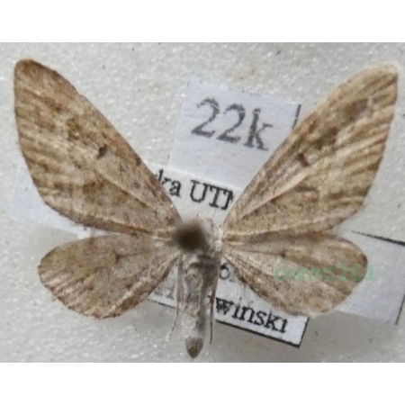 Eupithecia gelidata Möschler, 1860 Poland22k